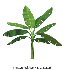 Banana tree and Leaves isolated vector