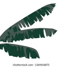 banana tree leaves, vector