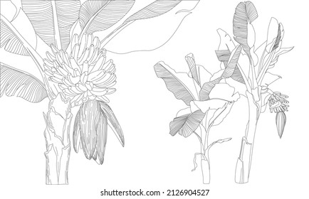 Banana Tree Line Art Realistic Botanical Drawing  JPG Image Illustration of Tropical Plant.