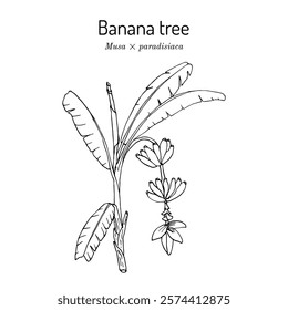 Banana tree (Musa × paradisiaca), edible plant. Hand drawn botanical vector illustration