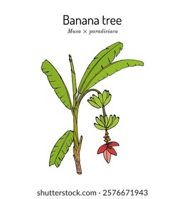 Banana tree (Musa × paradisiaca), edible plant. Hand drawn botanical vector illustration