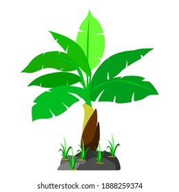 Banana tree on a white background