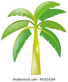 Bananenbaum auf weißem Hintergrund, Vektorgrafik