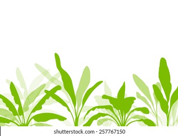 Banana tree, organic ecology background 
