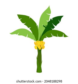 Banana Tree. A palm tree with bunches of yellow bananas. Icon for website, app about products, healthy eating, travel. Clipart for tropical postcards. Vector flat illustration, cartoon style.