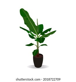 banana tree planted in a pot on a white background.