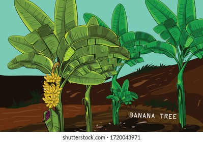 banana tree plants landscape illustration