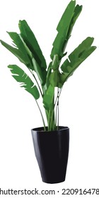 Banana Tree In A Pot For Indoor Display Only