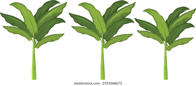 Banana tree set. Palm plant. Indoor plant for your decor.