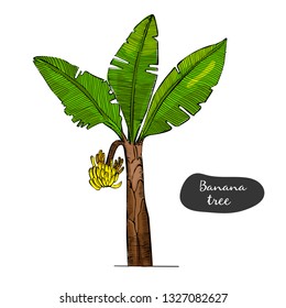 Banana tree sketch illustration.Detailed botanical style sketch. Tropical tree.Isolated exotic object.