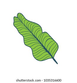 Banana Tree Tropical Leaf Hand Drawn Illustration