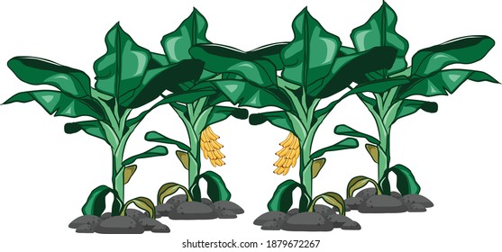 Banana Tree vector art and illustration