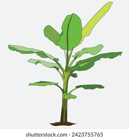 Banana Tree Vectordesign grün