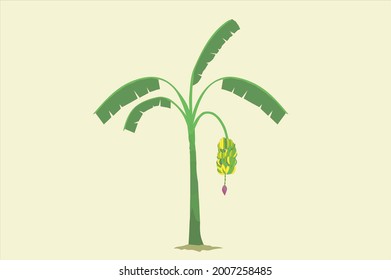 Banana tree vector design stock