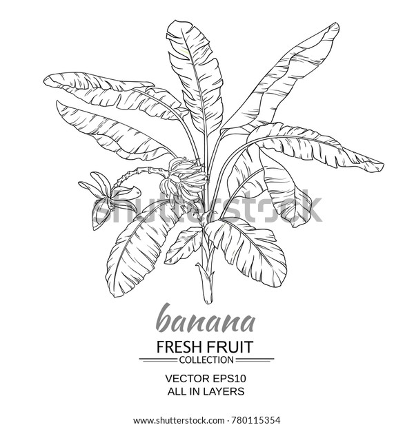 白い背景にバナナの木のベクターイラスト のベクター画像素材 ロイヤリティフリー