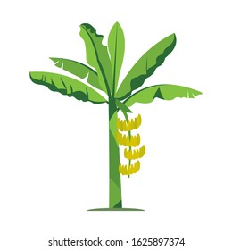 Banana tree with a white background. Vector illustration