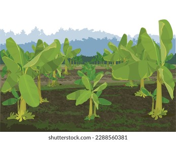 
Banana Trees Field, Banana trees plantation