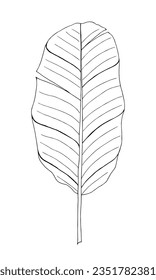 Banana tropical leaf hand drawn vector isolated element for design in black color
