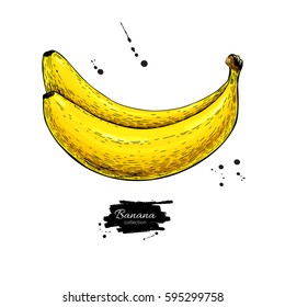 Banana vector drawing. Isolated hand drawn object on white background.  Summer fruit artistic style illustration. Detailed vegetarian food. Great for label, poster, print