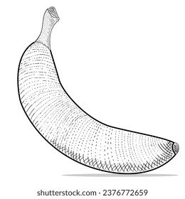 banana vector engraving style hand drawn black and white