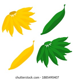 Banana Vector Illustration on isolated background