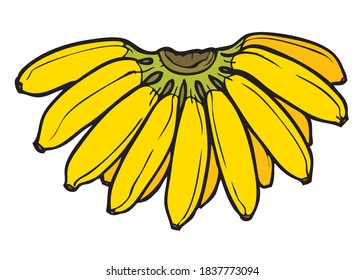 banana vector illustration,isolated on white background,fruits top view