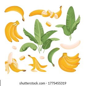 Banana vector illustrations set. Exotic Bundle of banana fruits: bunches, palm tree leaves.Tropical fruits. Banana in a peel, sliced, peeled, in a bunch yellow fruits. Ripe bunch bananas, fruits snack