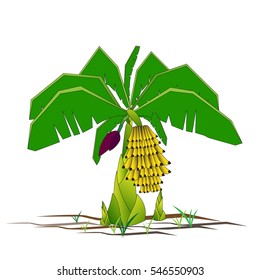 Banana vector isolated on white background.