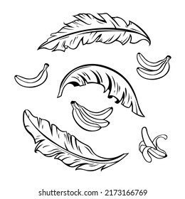 Banana vector and banana leaf Black and white Icon Set