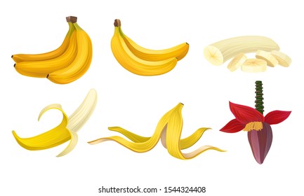 Banana Vector Set With Half Peeled Bananas and Cut Slices