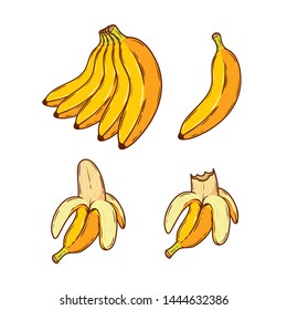 Banana vector set. Banana illustration