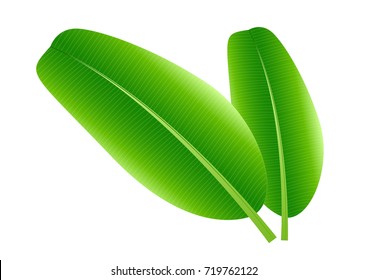 banana,isolated,vector illustration