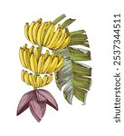 Bananas bunch on a tree branch with flower and palm leaf