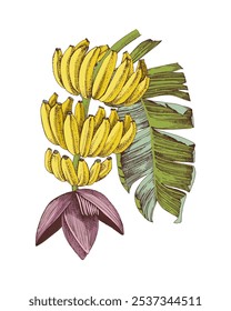 Bananenbündel auf einem Ast mit Blume und Palmenblatt