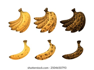 Bananas Bunch At Various Stages Of Ripeness Highlighting Freshness To Overripe Conditions With Dark Brown Spots, Vector