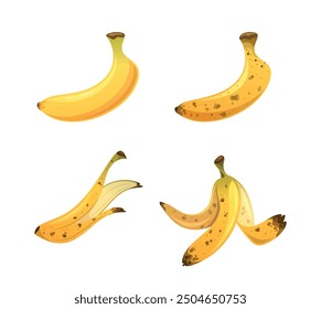 Bananas Depicting Different Stages Of Ripeness. Various Maturity Levels From Fresh To Overripe Shown In A Cartoon Style