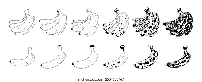 Bananas At Different Stages Of Ripeness. Vector Black And White Line Drawing Illustration Showing Transition