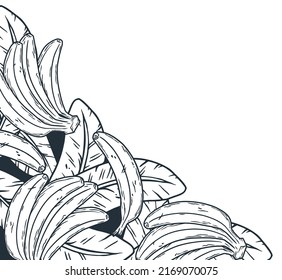 Bananas frame. Summer tropical fruits outline design element
