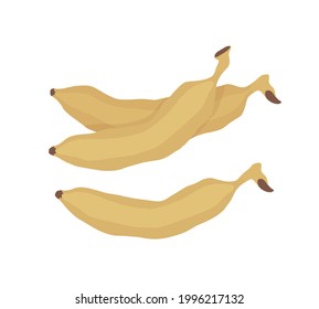 Bananas. Fruit illustration for farm market menu,  recipe, summer menu, invitations, posters, stickers and seasonal design. Healthy food design.