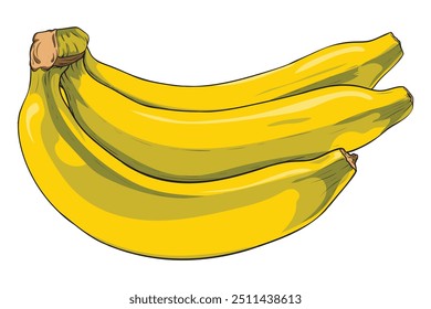 Bananas fruit on white background isolated. Vector illustration freehand drawing. Botanical hand drawn element.