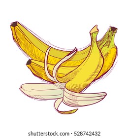 Bananas are hand-drawn. Vector color illustration of the fruit.