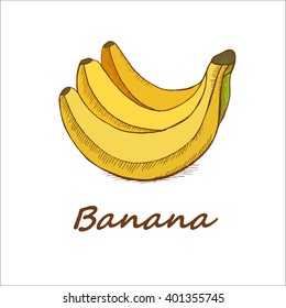 Bananas, hand-drawn. Vector illustration.