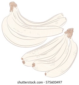 Bananas in old retro style hand drawn vector illustration with scribble or engraving elements