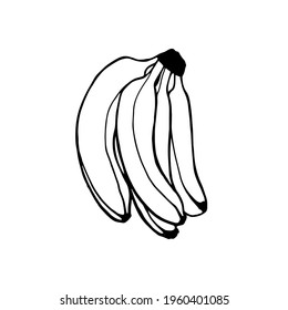 Bananas on a white background. Doodle. Sketch. Hand drawn