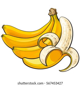 bananas, one open, another unopened and unpeeled, sketch style vector illustration isolated on white background. Realistic hand drawing of open and unopened ripe bananas