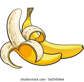 bananas, one open and unopened, sketch style vector illustration isolated on white background. Realistic hand drawing of open and unopened ripe bananas