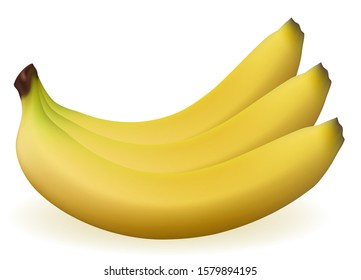 bananas realistic fresh and ripe stock vector illustration isolated on white background