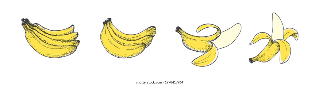 Bananas. Set of hand drawing bananas. Cartoon bananas. Doodle fruits. Vector illustration