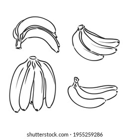 Bananensatz, Vektorhandzeichnung. Bananen, Vektorgrafik auf weißem Hintergrund