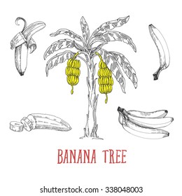 Bananas set, vector hand drawing